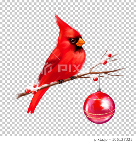 Christmas illustration with cardinal bird on branch. Holiday decor for postcard, cover, flyer, cards design, New year invitations 106127323