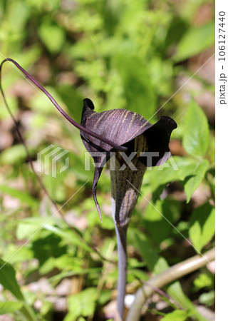 ヘビが鎌首をもたげた用に咲くウラシマソウの花(マクロレンズ使用・自然光・接写写真) ヘビが鎌首をもたげた用に咲くウラシマソウの花(マクロレンズ使用・自然光・接写写真) 106127440