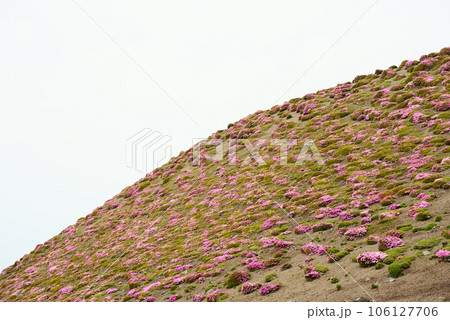急斜面に開花するミヤマキリシマの花 106127706