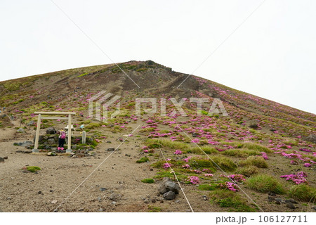 ミヤマキリシマが咲く高千穂峰の鳥居 106127711