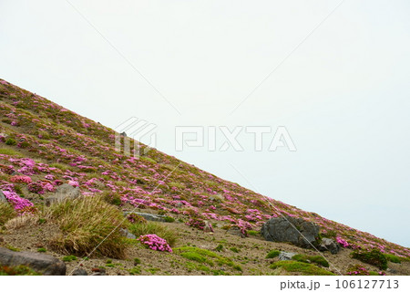 高千穂峰に開花するツツジの花 高千穂峰に開花するツツジの花 106127713