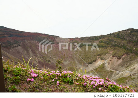 お鉢に咲くミヤマキリシマ 106127723