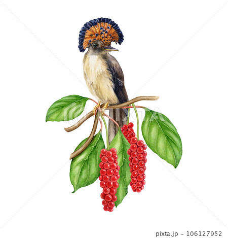 Bright exotic bird on a tree twig with leaves and red berries decoration. Watercolor illustration. Hand drawn flycatcher bird on schisandra branch decor. Isolated on white background Bright exotic bird on a tree twig with leaves and red berries decoration. Watercolor illustration. Hand drawn flycatcher bird on schisandra branch decor. Isolated on white background 106127952