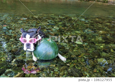 ときがわ町の都幾川にスイカと入ってるゴーグルを付けたボストンテリアのマイティ君♡ ときがわ町の都幾川にスイカと入ってるゴーグルを付けたボストンテリアのマイティ君♡ 106127955