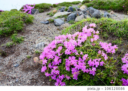 九州の高山に咲くミヤマキリシマの花 106128086