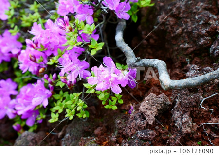溶岩石に張り付くミヤマキリシマ 溶岩石に張り付くミヤマキリシマ 106128090
