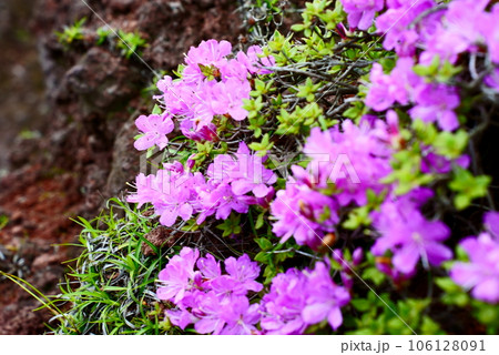 ピンク色の綺麗なミヤマキリシマ ピンク色の綺麗なミヤマキリシマ 106128091