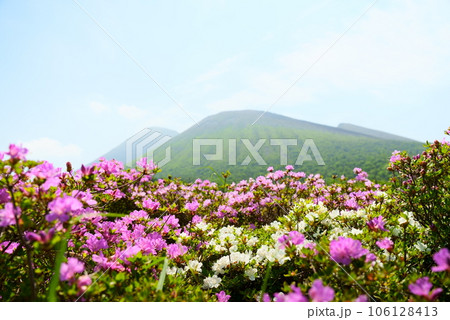 高千穂峰を眺める白色のミヤマキリシマ 106128413