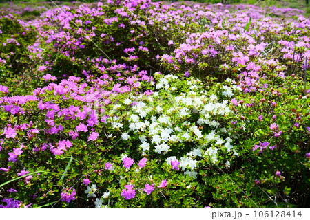 鹿ヶ原に咲くピンク色と白色のミヤマキリシマ 106128414