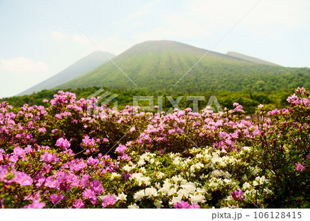 鹿ヶ原に咲く幸運の白いツツジ 鹿ヶ原に咲く幸運の白いツツジ 106128415