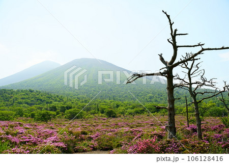 幻想的な木が生える鹿ヶ原の春景色 106128416