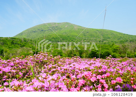 ピンク色に染まる春の鹿ヶ原 ピンク色に染まる春の鹿ヶ原 106128419