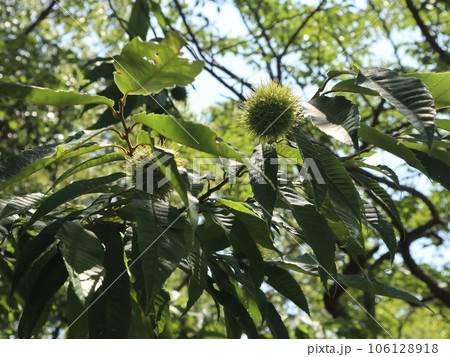 8月　西神中央公園　神戸市　西区　駅から5分の公園 106128918