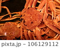 ズワイガニ 106129112