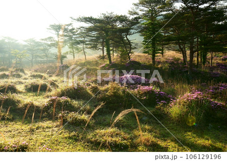 柔らかい朝日に包まれる春のえびの高原 106129196
