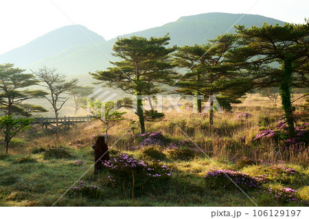 朝日を浴びる春のつつじヶ丘 106129197