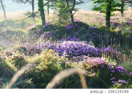 朝日を浴びるミヤマキリシマの花 106129198