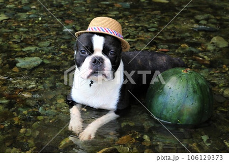 ときがわ町の都幾川にスイカと入ってる麦わら帽子のボストンテリア♡マイティ君 106129373