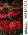 彼岸花 106129391