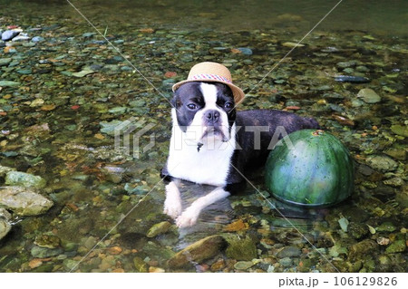 ときがわ町の都幾川にスイカと入ってる麦わら帽子のボストンテリア♡マイティ君 ときがわ町の都幾川にスイカと入ってる麦わら帽子のボストンテリア♡マイティ君 106129826