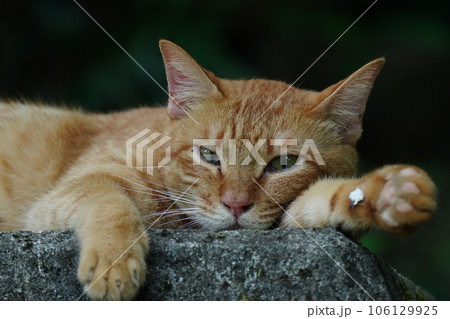 木陰で休む茶トラの子猫 106129925