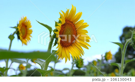 【動画あり】ひまわりと青空 【動画あり】ひまわりと青空 106130043