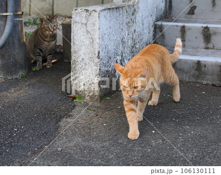 なかなか仲良く出来ない猫たち なかなか仲良く出来ない猫たち 106130111