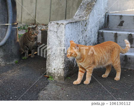 なかなか仲良く出来ない猫たち 106130112