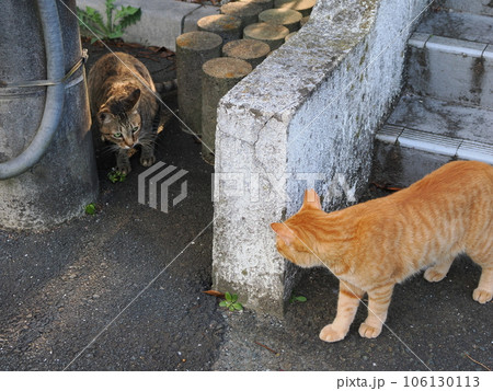 なかなか仲良く出来ない猫たち なかなか仲良く出来ない猫たち 106130113