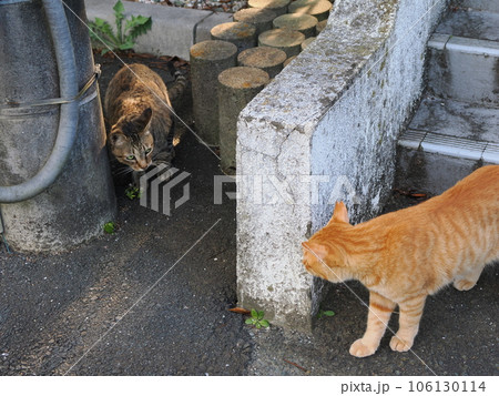 なかなか仲良く出来ない猫たち 106130114