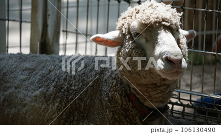 むさし野村 106130490