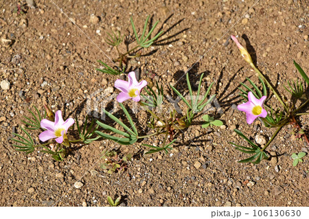オキザリス・ペンタフィラ オキザリス・ペンタフィラ 106130630