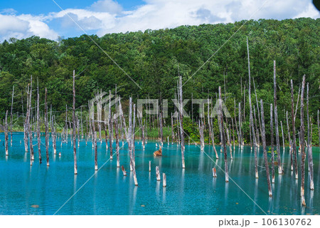 青い池の風景 106130762
