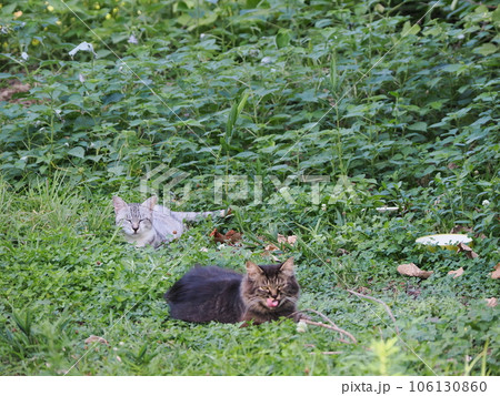 草むらの中でこちらを見つめる子猫 草むらの中でこちらを見つめる子猫 106130860