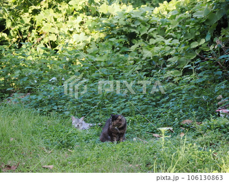 草むらの中でこちらを見つめる子猫 106130863