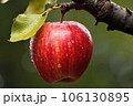close-up of a ripe apple on a tree branch 106130895