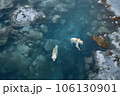 aerial view of polar bears playing in icy water 106130901