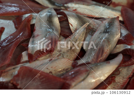 カツオのハランボ 106130912