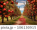 apple orchard rows with autumn colors in background 106130915
