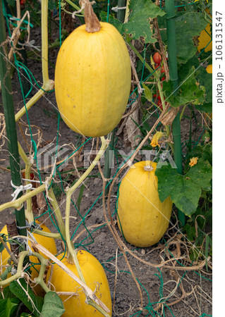 8月の菜園(ソウメンカボチャ） 106131547