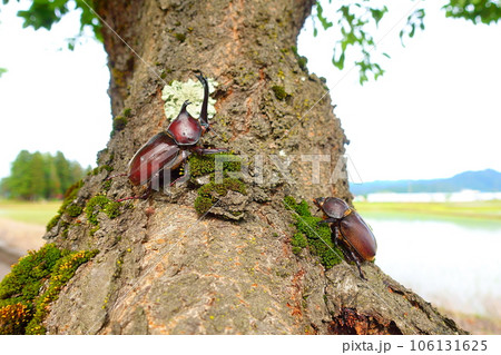 カブトムシ クワガタムシ 夏休み 子供 カブトムシ クワガタムシ 夏休み 子供 106131625