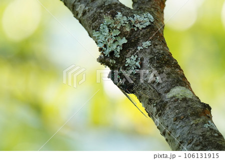 木にとまり交尾するミンミンゼミ 106131915