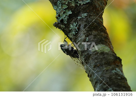 木にとまり交尾するミンミンゼミ 106131916