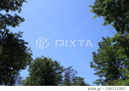 空に向かって伸びる木 106131961