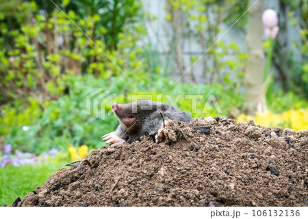 Mole, Talpa europaea, crawling out of brown molehill, green grass in background. Animal from garden. Mole, Talpa europaea, crawling out of brown molehill, green grass in background. Animal from garden. 106132136