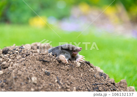 Mole, Talpa europaea, crawling out of brown molehill, green grass in background. Animal from garden. Mole, Talpa europaea, crawling out of brown molehill, green grass in background. Animal from garden. 106132137