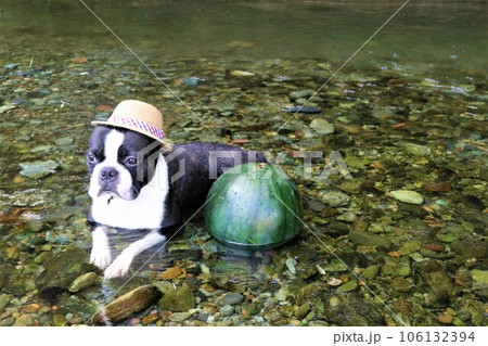 スイカと一緒に都幾川に入って上流を見つめる麦わら帽子のボストンテリア♡マイティ君 106132394