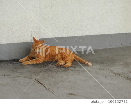 まだ冷たい床で休む可愛い猫 まだ冷たい床で休む可愛い猫 106132781