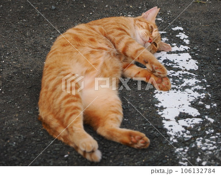 まだ冷たい床で休む可愛い猫 まだ冷たい床で休む可愛い猫 106132784