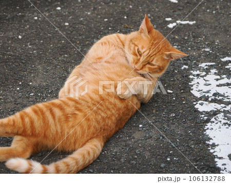 まだ冷たい床で休む可愛い猫 まだ冷たい床で休む可愛い猫 106132788